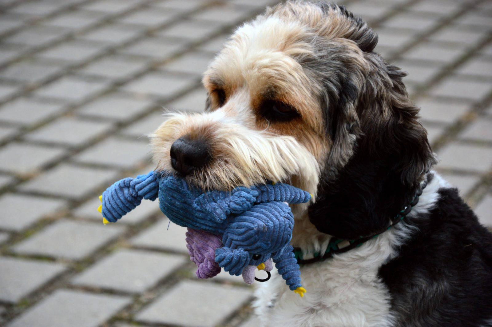 Hund mit blauem Kuscheltier im Maul