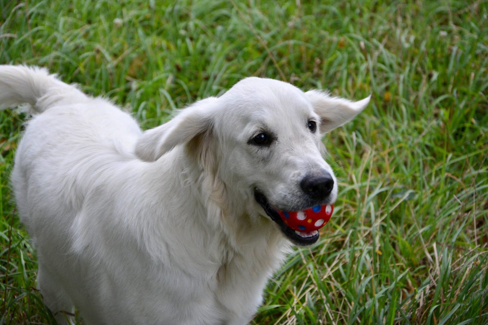 Weißer Retriever mit rotem Ball auf der Wiese