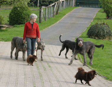 Susanne Ottofülling beim Spaziergang mit einer Gruppe von Hunden auf dem Hofgelände