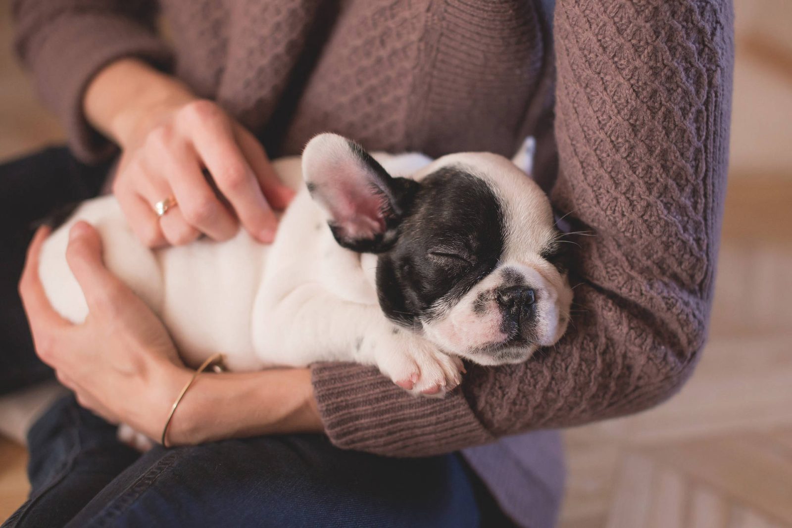 Schlafender Bulldoggen-Welpe auf dem Arm